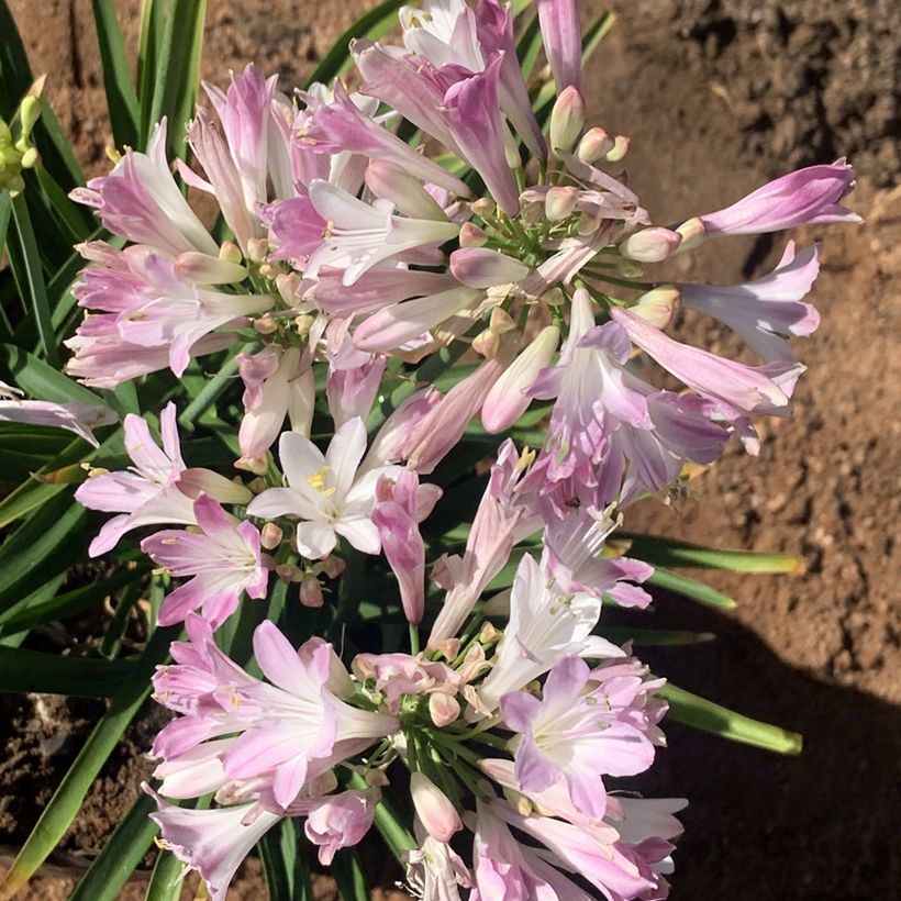 Agapanthe Blush Pink (Floración)