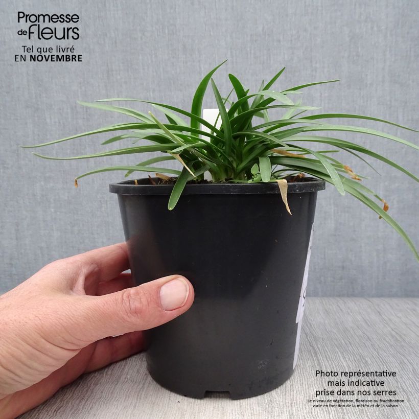 Ejemplar de Agapanthe Double Diamond en pot de 2L entregado en otoño