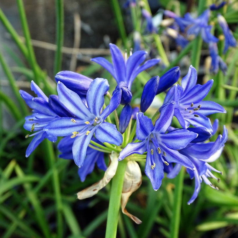 Agapanto Northern Star (Floración)