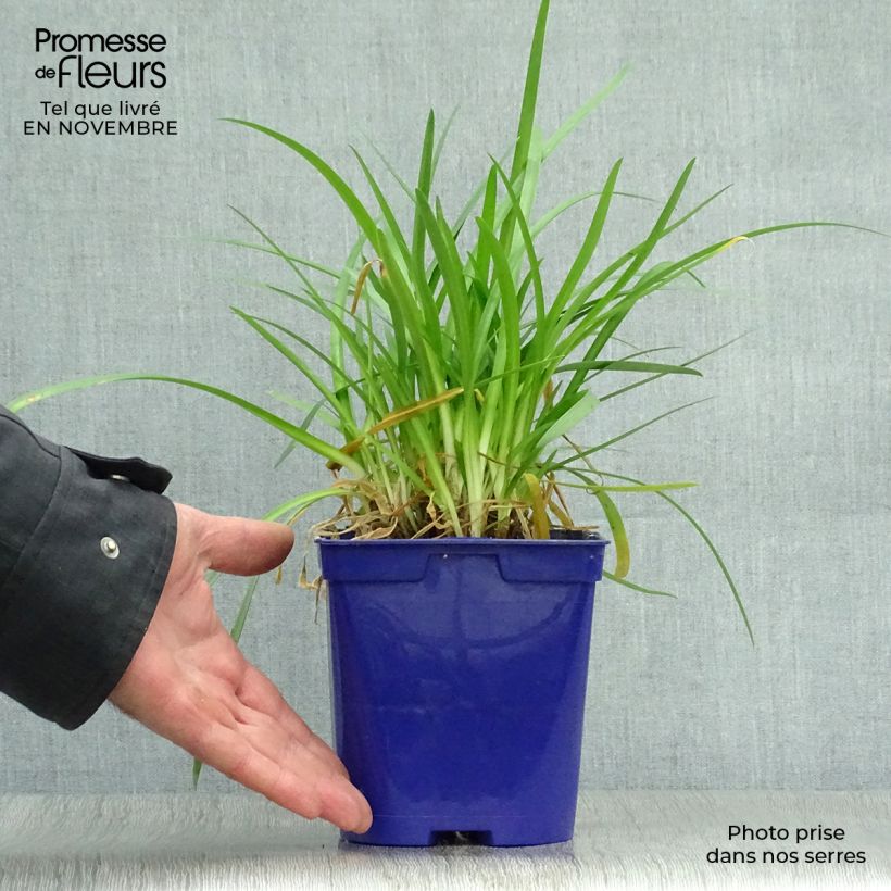 Ejemplar de Agapanthe Pitchoune Blue en pot de 2L entregado en otoño