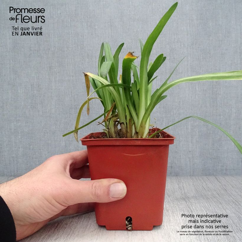 Agapanthe Silver Baby - pot de 2L./3L. Ejemplar entregado en invierno