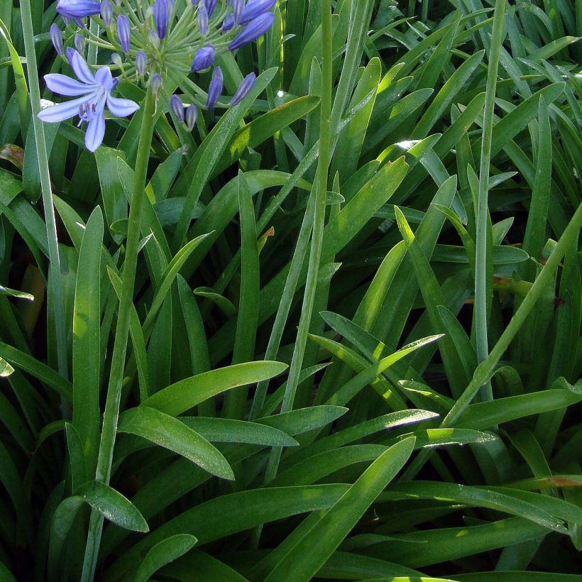 Agapanto umbellatus (Follaje)