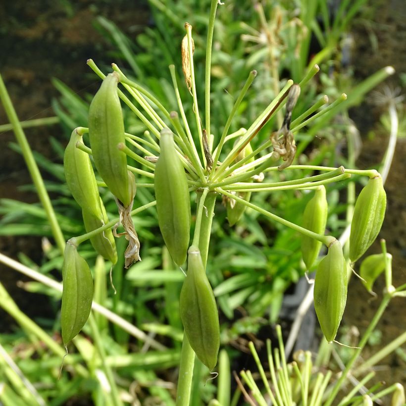 Agapanto umbellatus Albus (Cosecha)