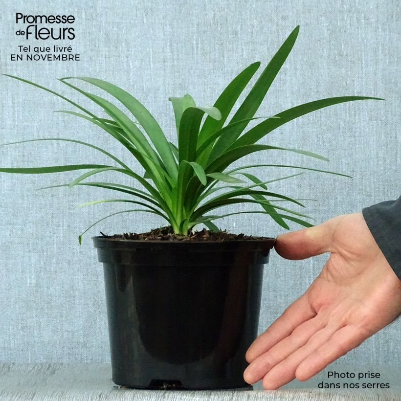 Ejemplar de Agapanthe hybride Fireworks en pot de 2/3 litres entregado en otoño