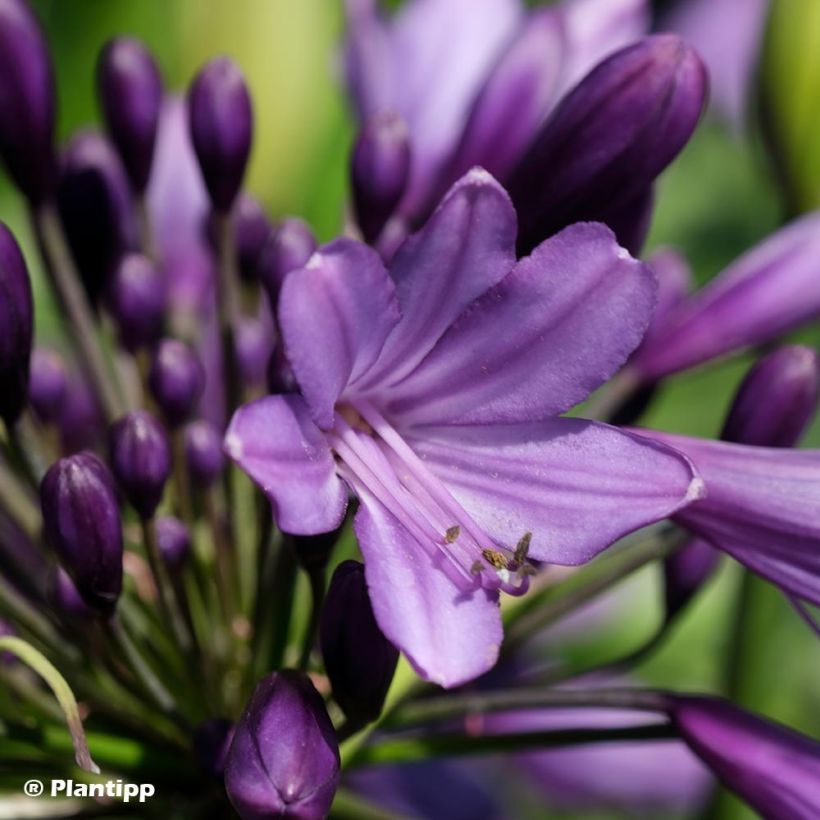 Agapanto Poppin’ Purple (Floración)