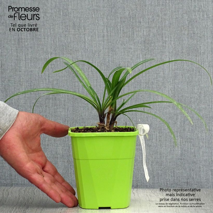 Ejemplar de Agapanthe hybride Star Poppin’ Star (AMDB002) Pot de 1L/1,5L entregado en otoño