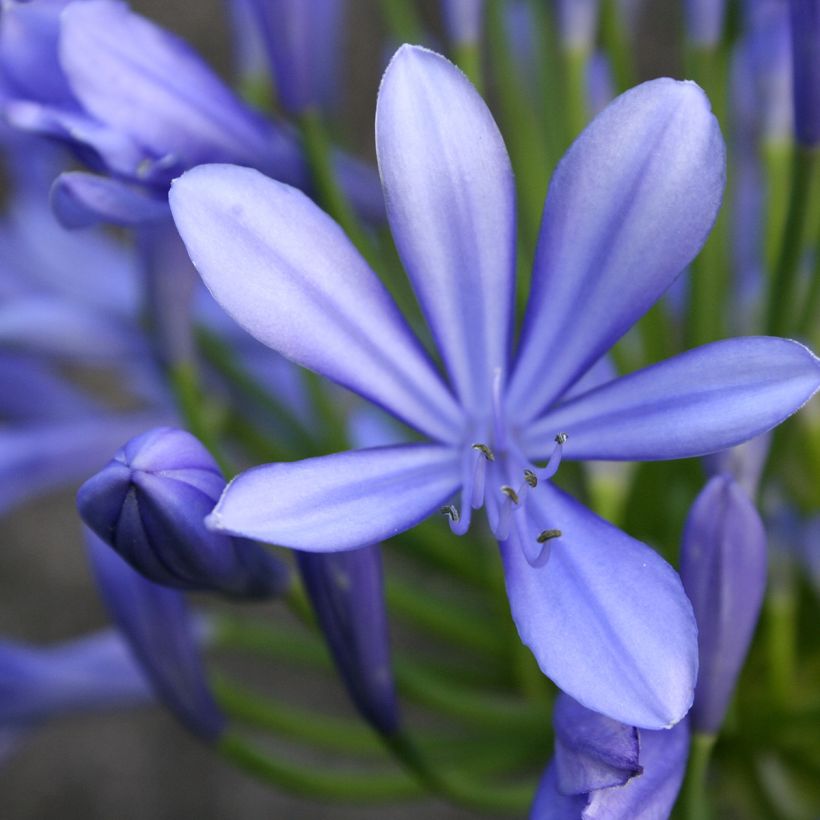 Agapanto umbellatus (Floración)