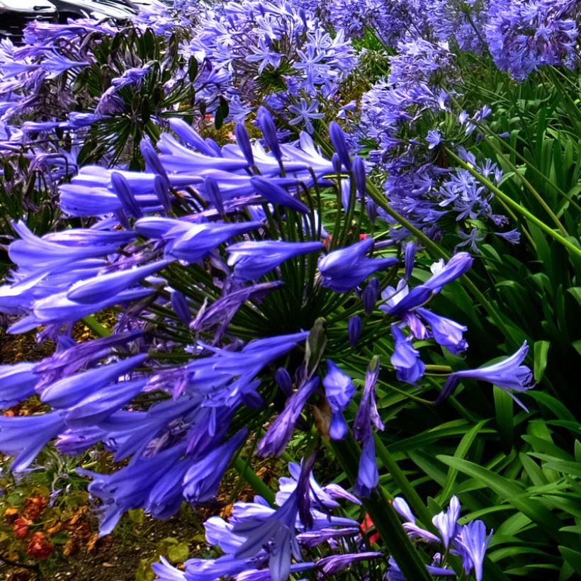 Agapanto Blue Triumphator (Floración)