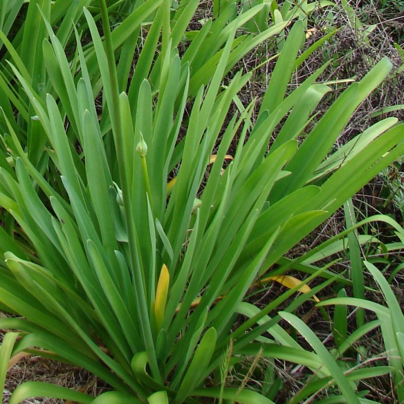 Agapanthus campanulatus var. albidus - Lirio africano (Follaje)