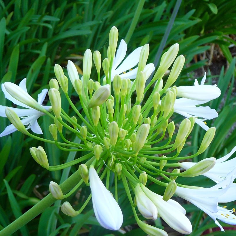 Agapanthus campanulatus var. albidus - Lirio africano (Floración)