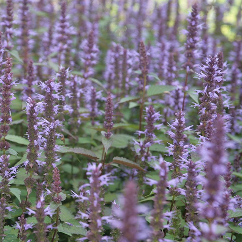 Agastache rugosa After Eight - Menta coreana (Floración)