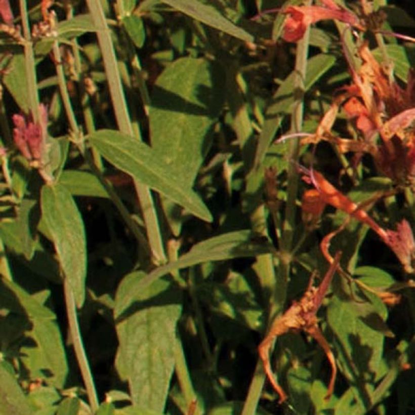 Agastache barberi Firebird (Follaje)