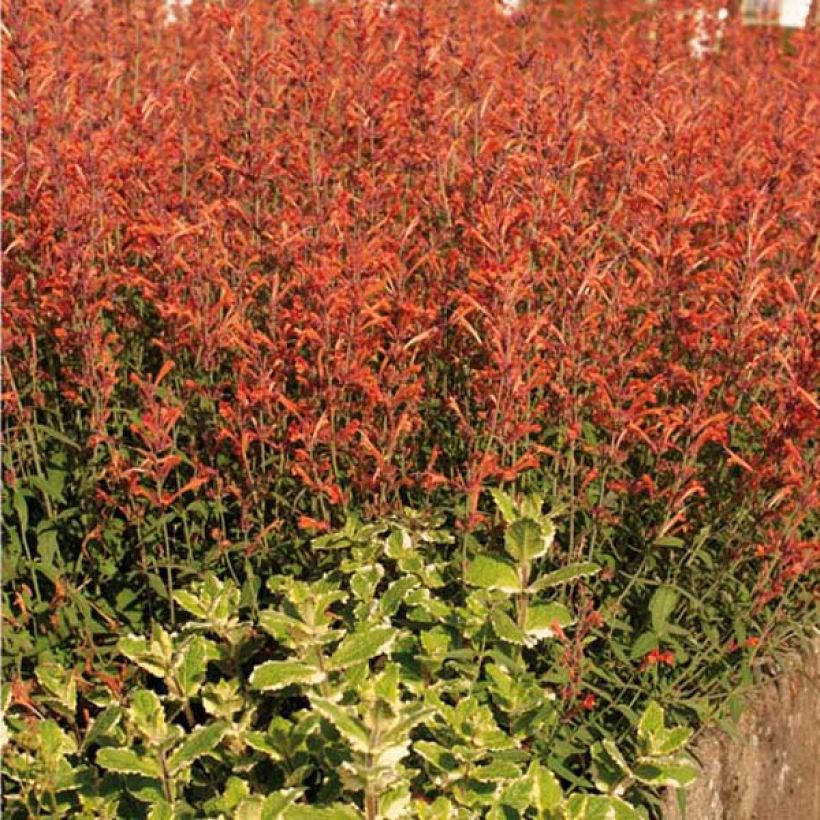 Agastache barberi Firebird (Porte)