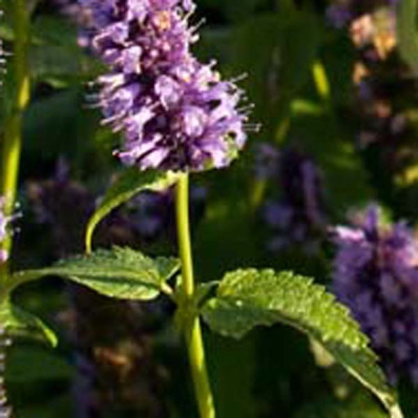 Agastache foeniculum Black Adder (Follaje)