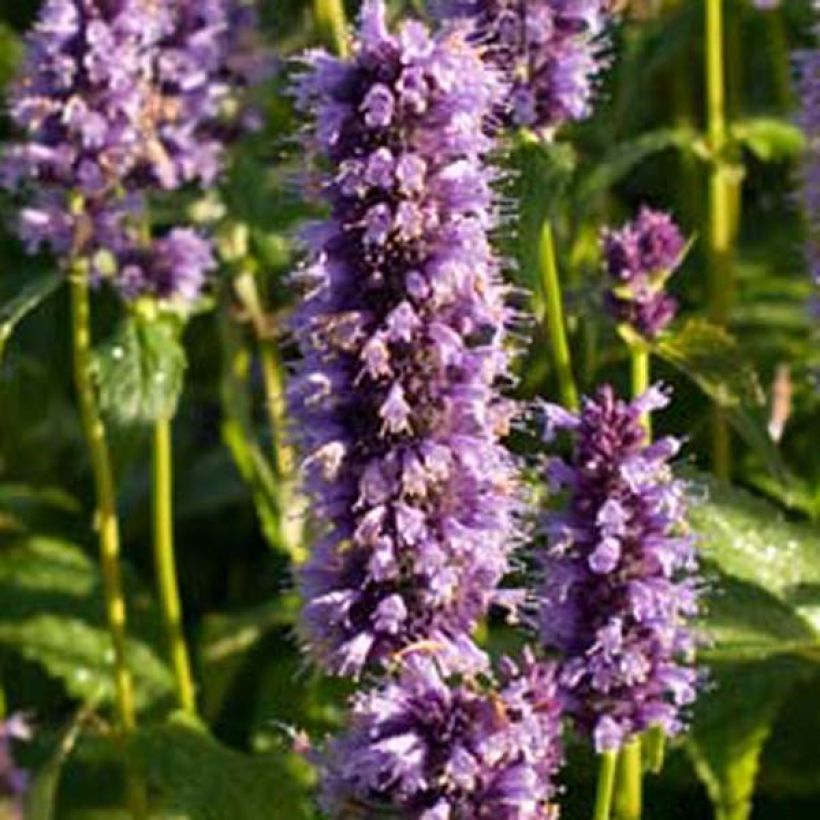 Agastache foeniculum Black Adder (Floración)