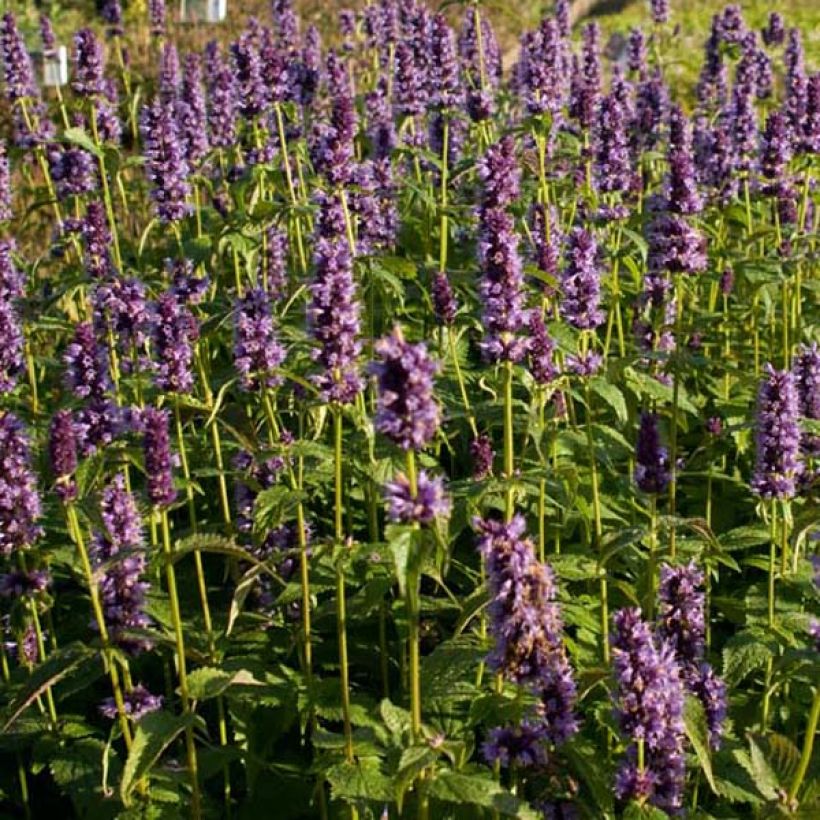 Agastache foeniculum Black Adder (Porte)