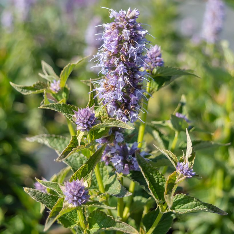 Agastache Blue Boa (Floración)