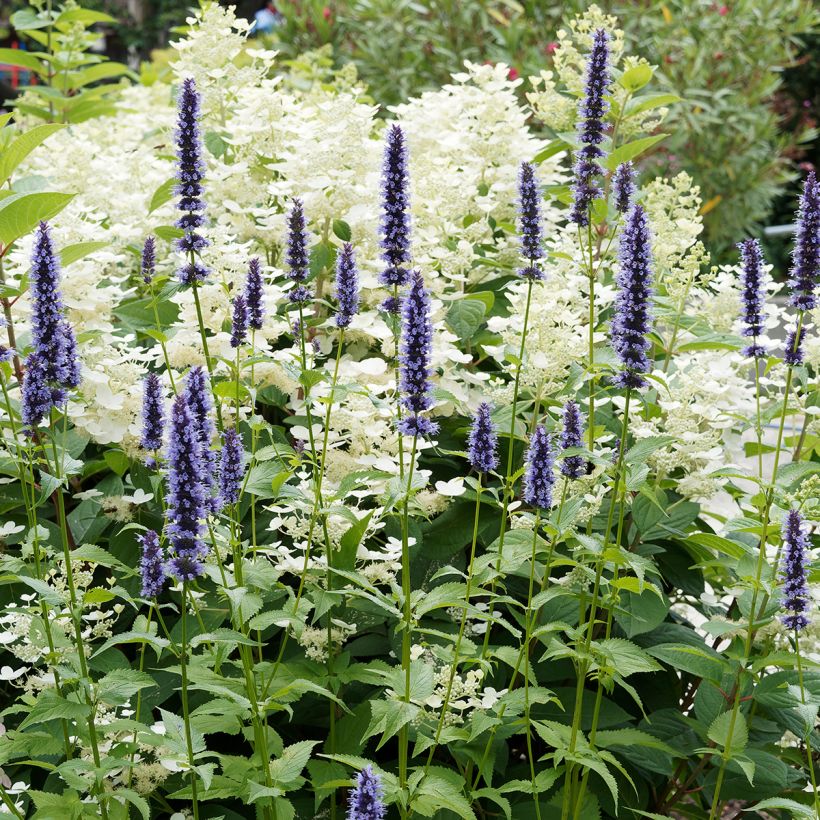 Agastache Blue Fortune (Porte)