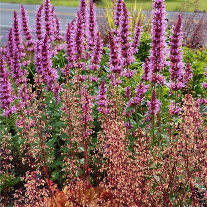 Agastache Cotton Candy (Floración)