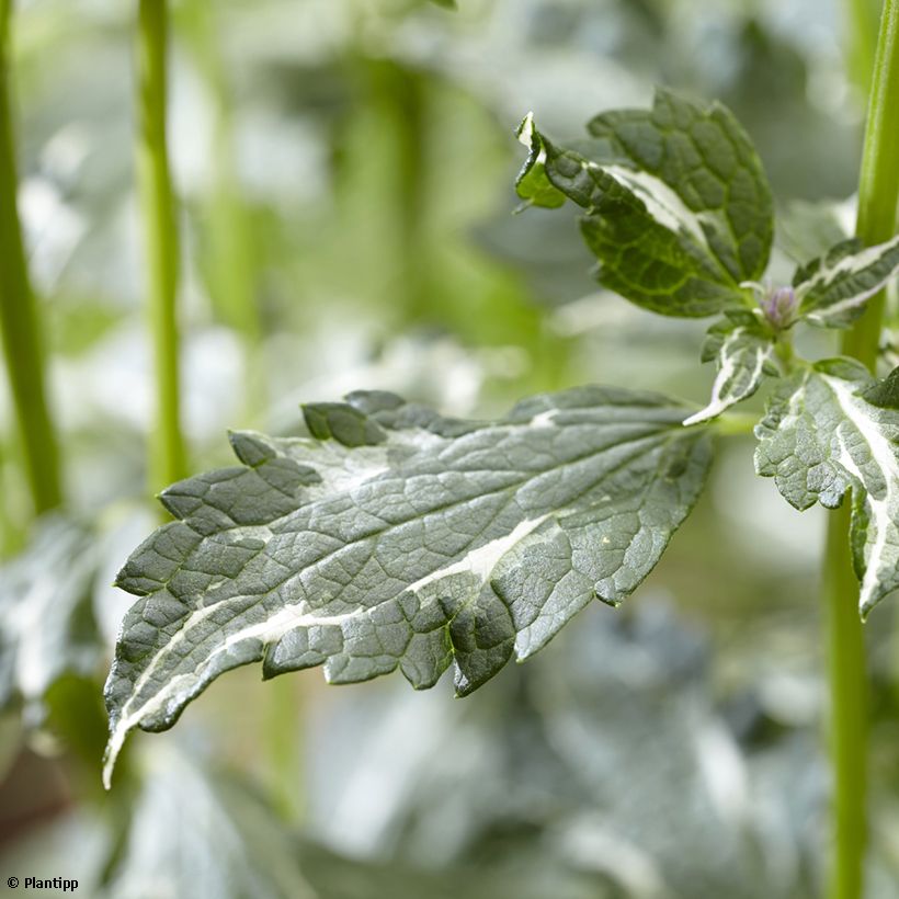 Agastache Crazy Fortune (Follaje)