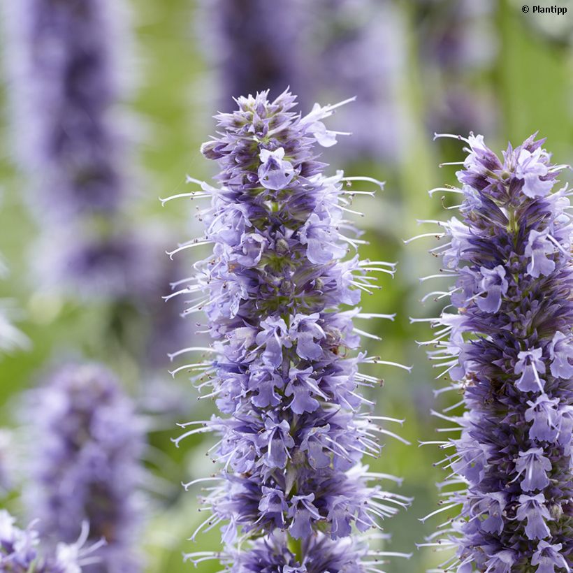 Agastache Crazy Fortune (Floración)