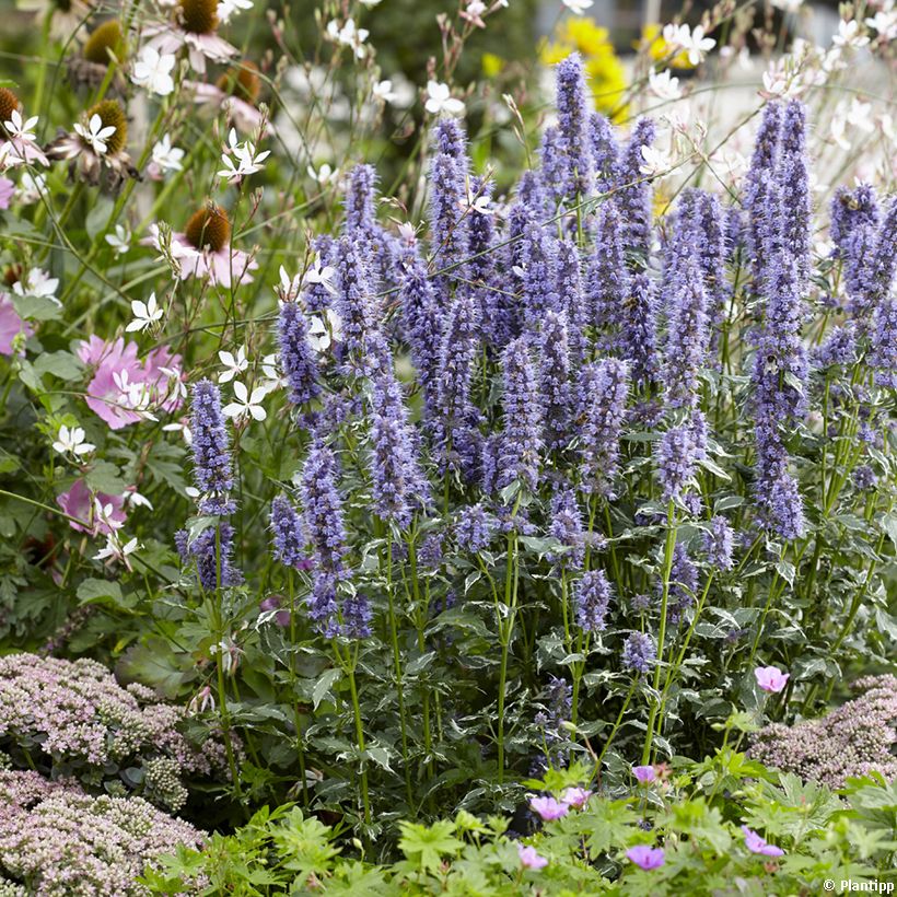 Agastache Crazy Fortune (Porte)