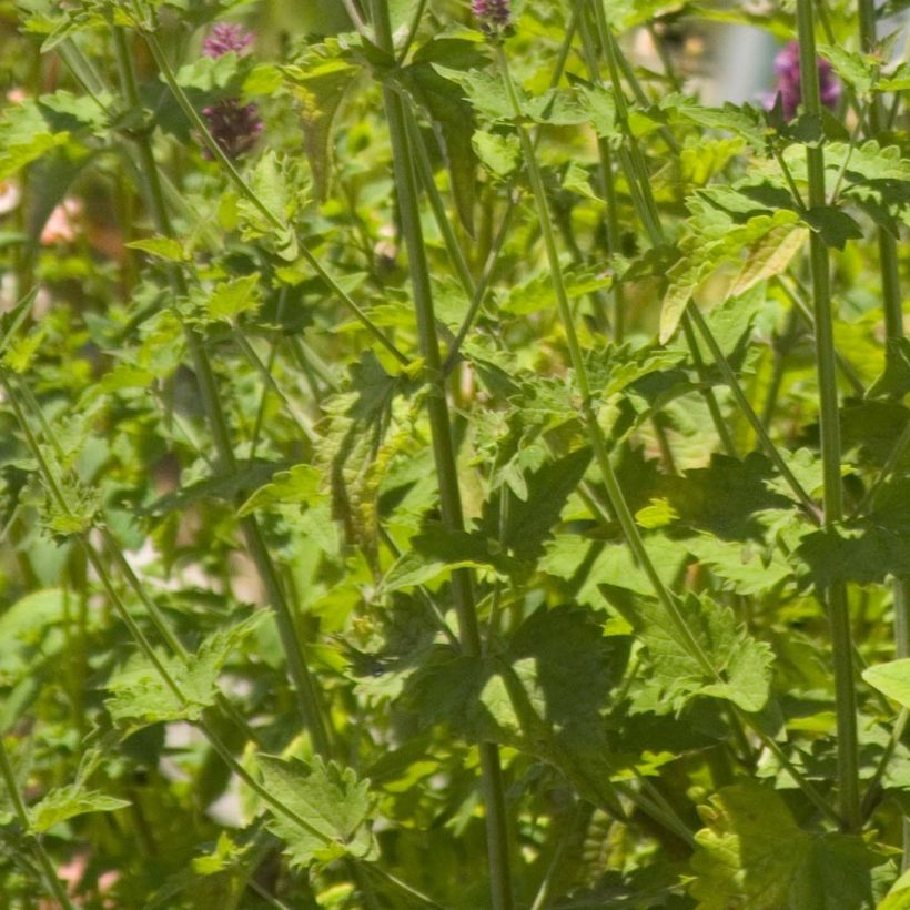 Agastache Globetrotter (Follaje)