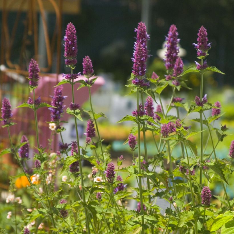 Agastache Globetrotter (Floración)