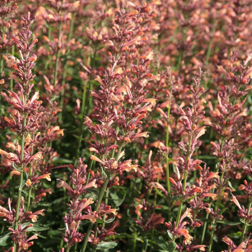 Agastache Kolibri (Floración)