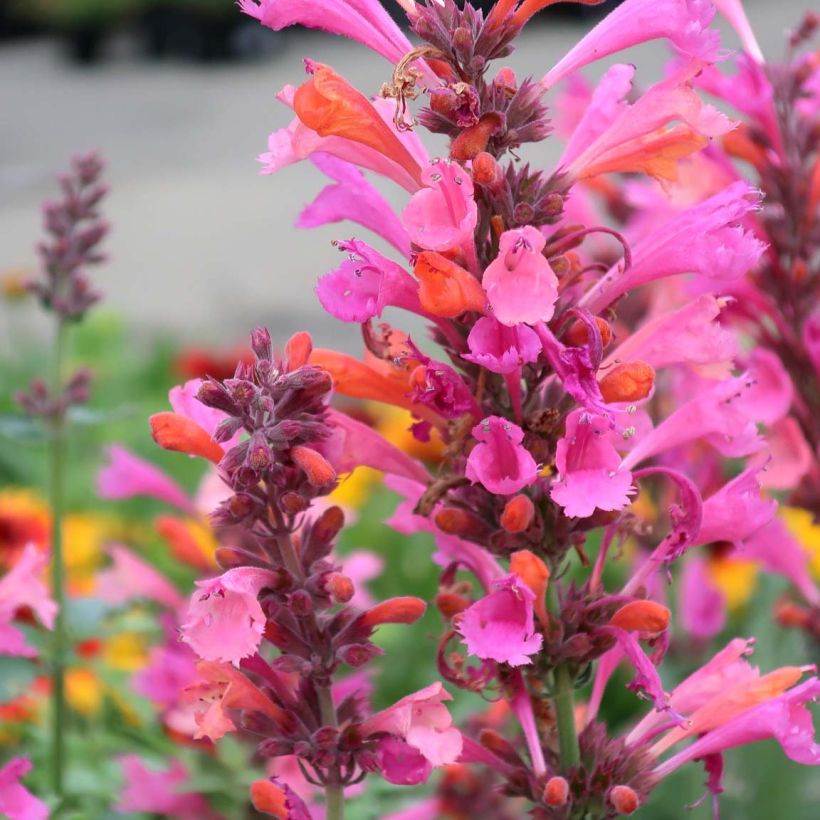 Agastache Kudos Ambrosia (Floración)