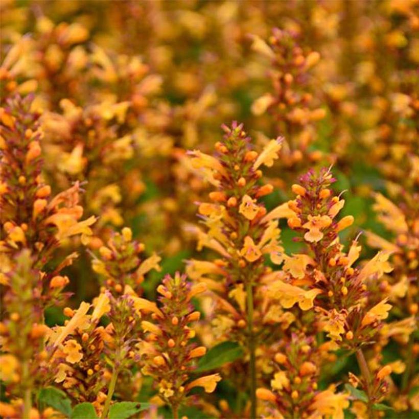 Agastache Kudos Gold (Floración)