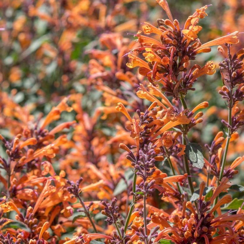 Agastache Kudos Mandarin (Floración)