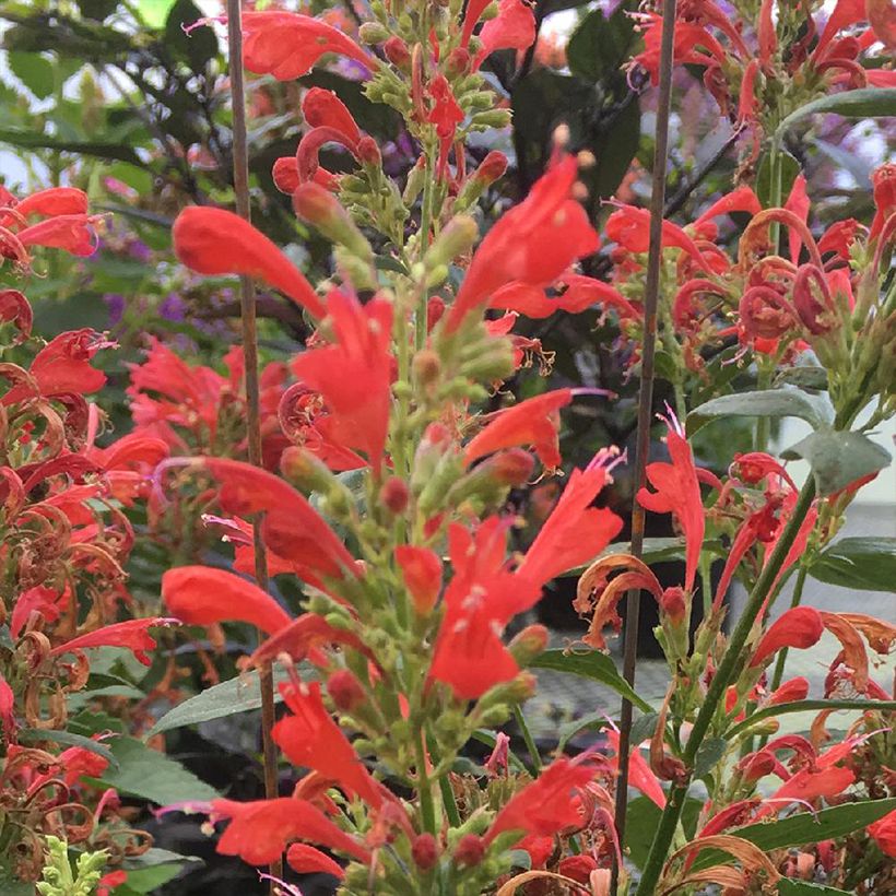 Agastache Kudos Red (Floración)