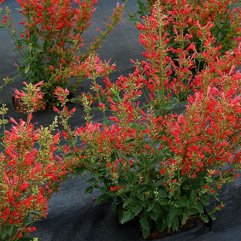 Agastache Kudos Red (Porte)