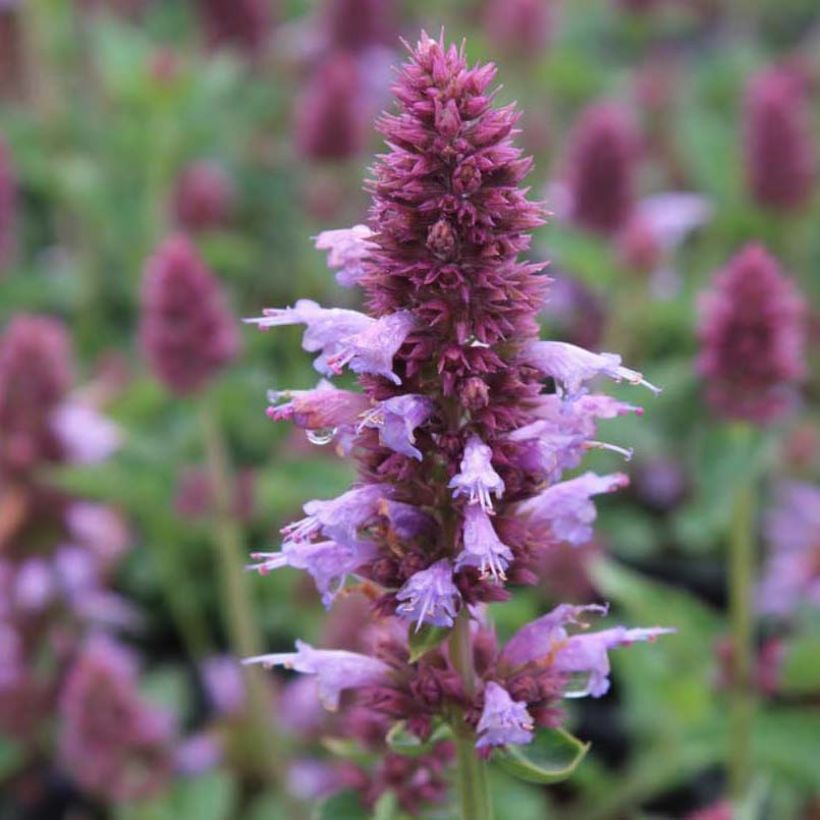 Agastache Kudos Silver Blue (Floración)