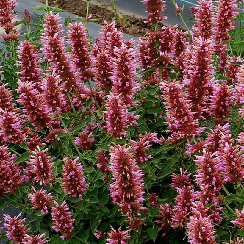 Agastache Poquito Lavender (Floración)