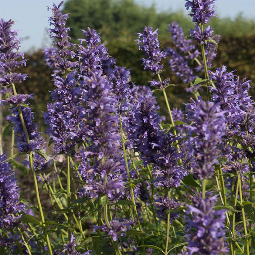 Agastache Serpentine (Floración)