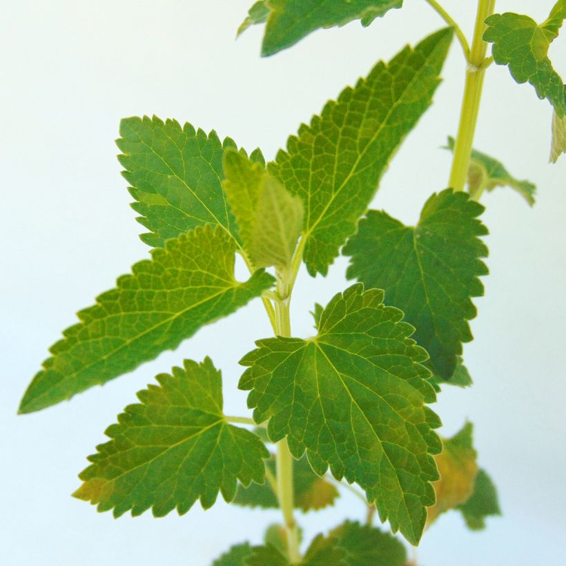 Agastache Serpentine (Follaje)