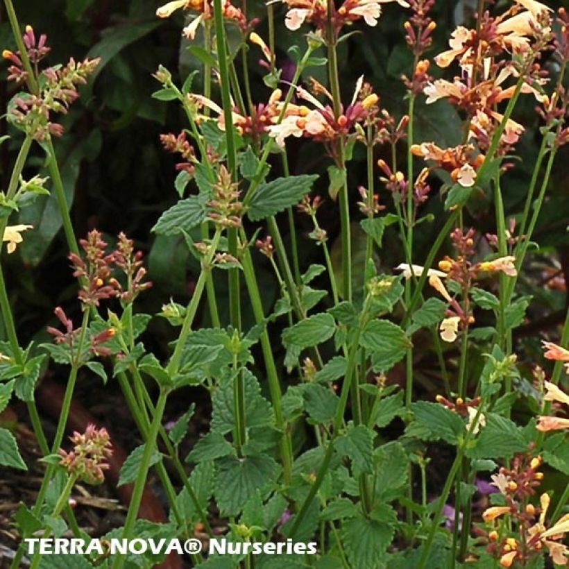 Agastache Summer Glow (Follaje)