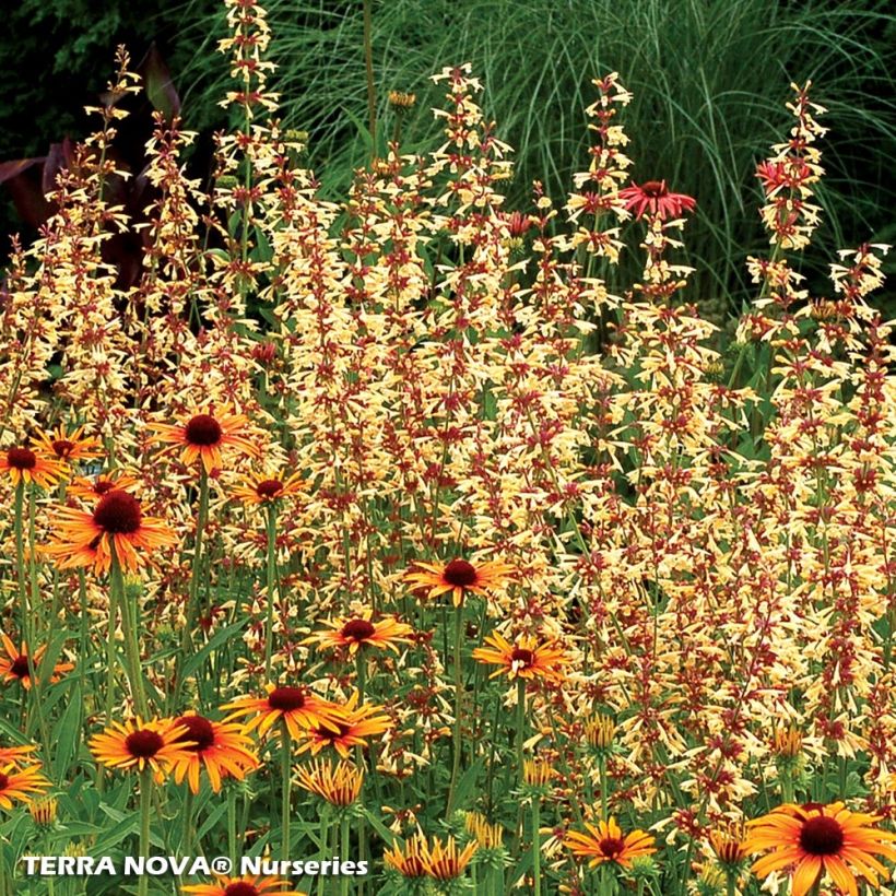 Agastache Summer Glow (Porte)