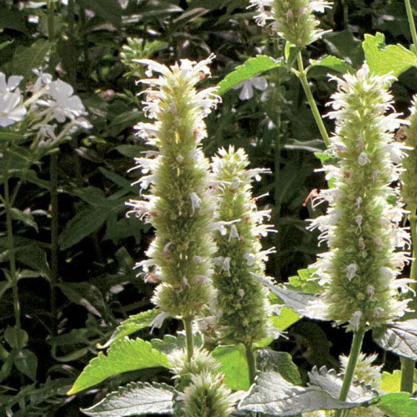 Agastache rugosa Alabaster - Menta coreana (Floración)