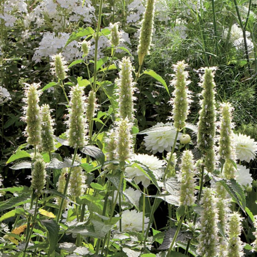 Agastache rugosa Alabaster - Menta coreana (Porte)