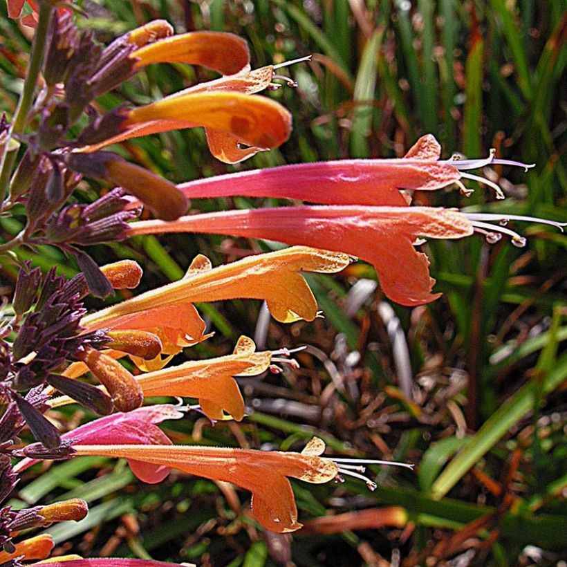 Agastache aurantiaca Tango (Floración)