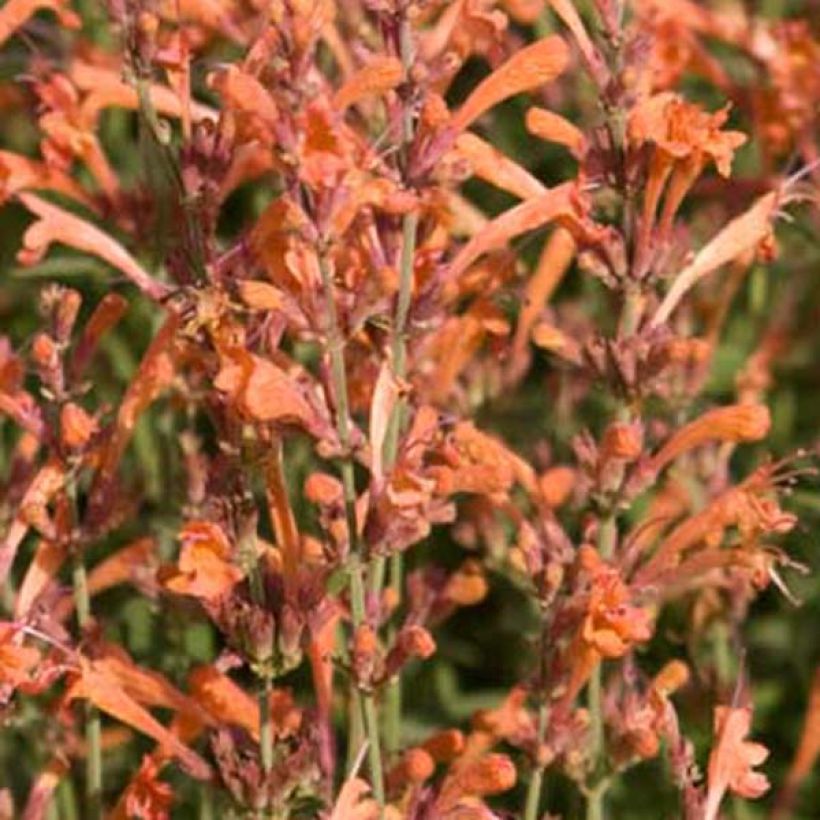 Agastache barberi Firebird (Floración)