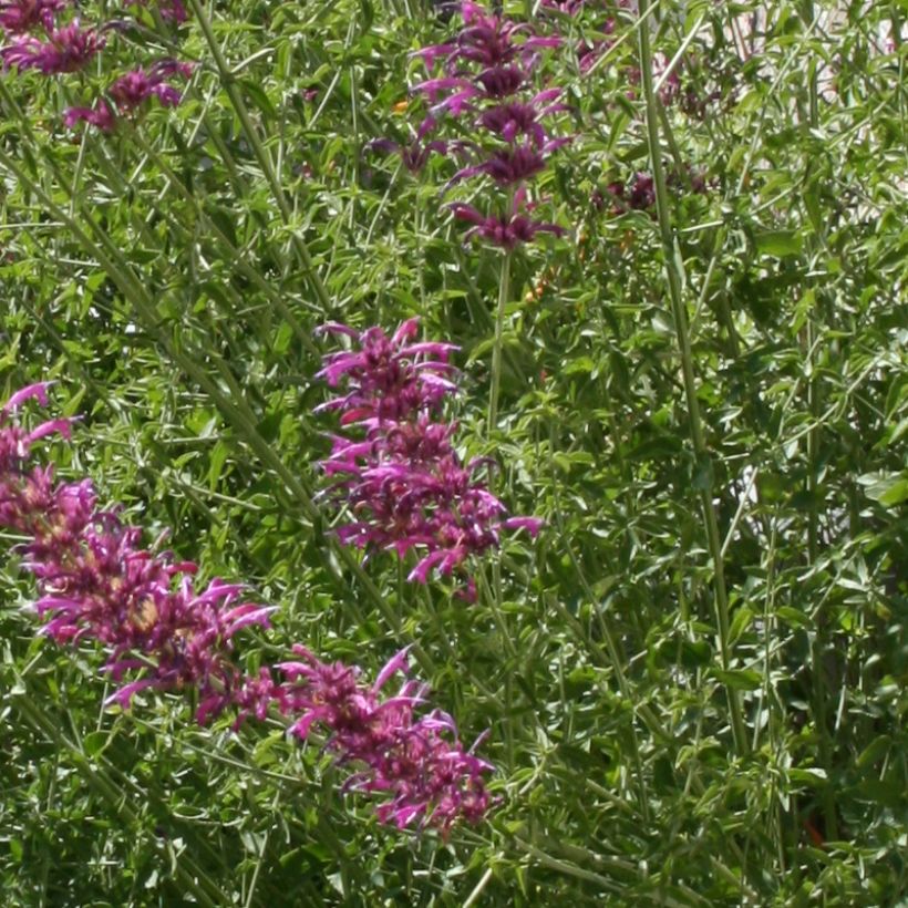 Agastache cana (Follaje)