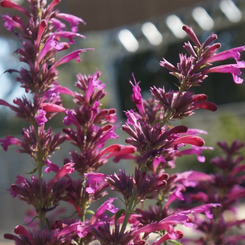 Agastache cana (Floración)