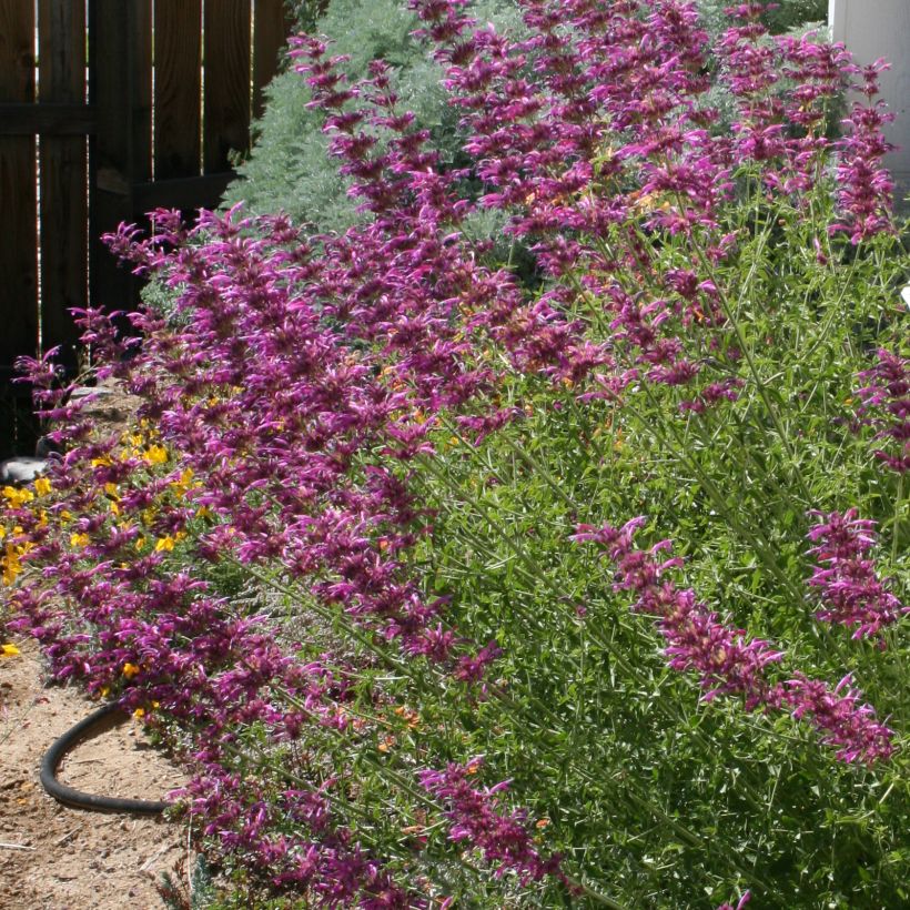 Agastache cana (Porte)