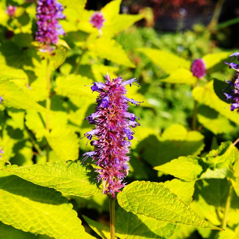 Agastache foeniculum Golden Jubilee - Hisopo anís (Floración)