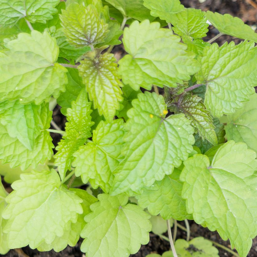 Agastache foeniculum - Hisopo anís (Follaje)