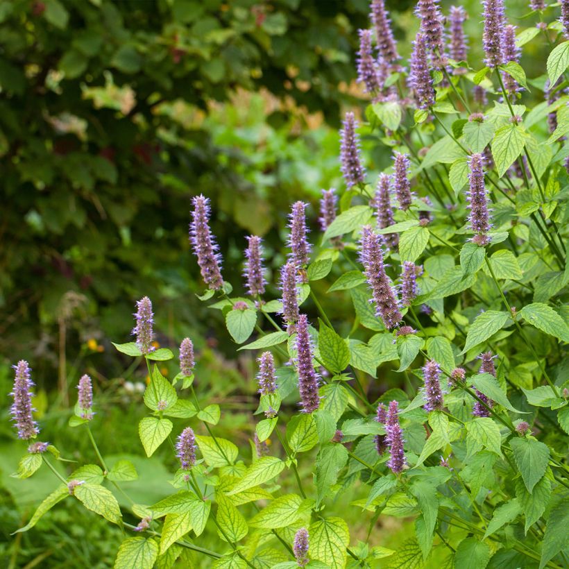 Agastache foeniculum - Hisopo anís (Porte)